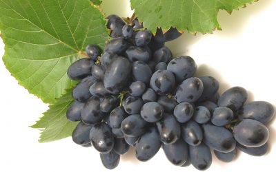 Uvas