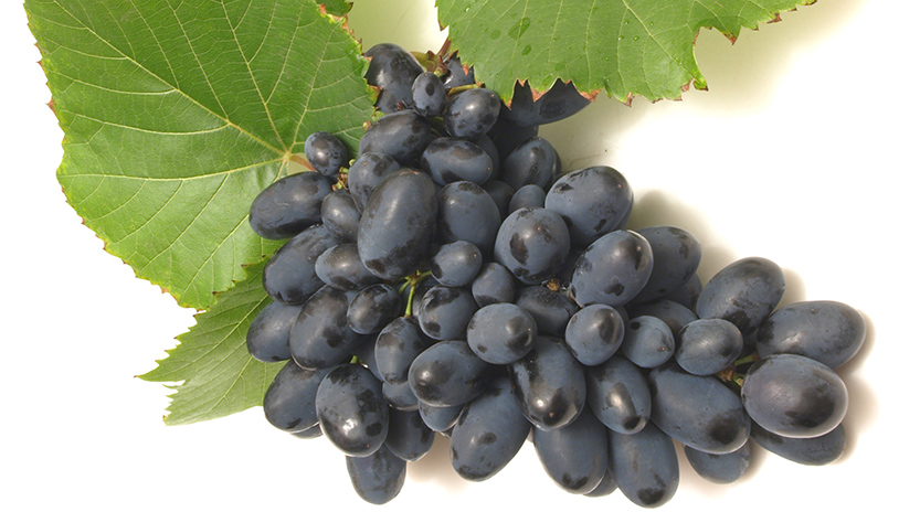 Uvas