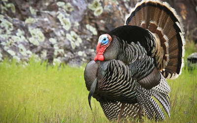 ¿Porqué cenamos pavo en Navidad?