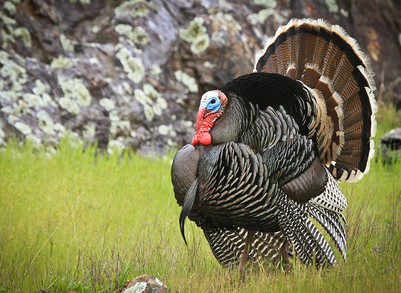 ¿Porqué cenamos pavo en Navidad?